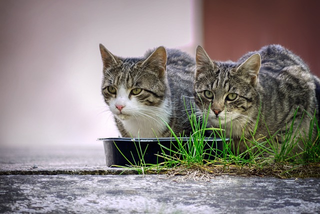 Katzen beim fressen von artgerechtes Katzenfutter